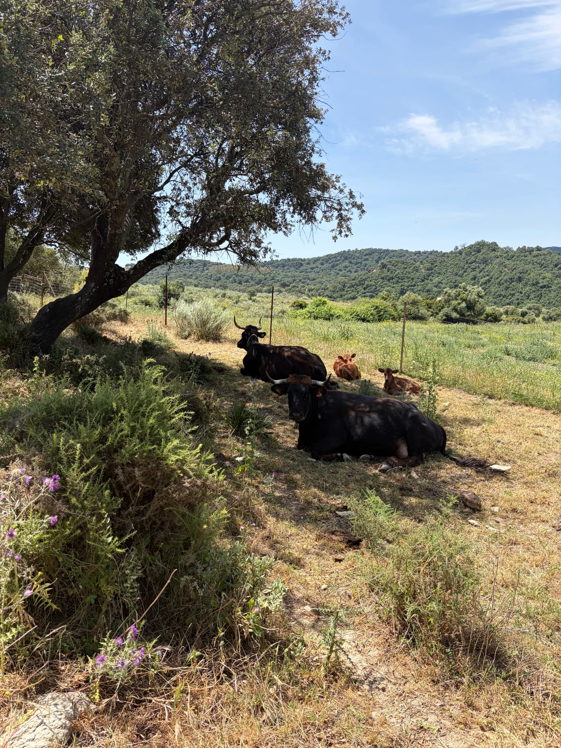 Cattle sheltering in the shade along the trail on private farm lands