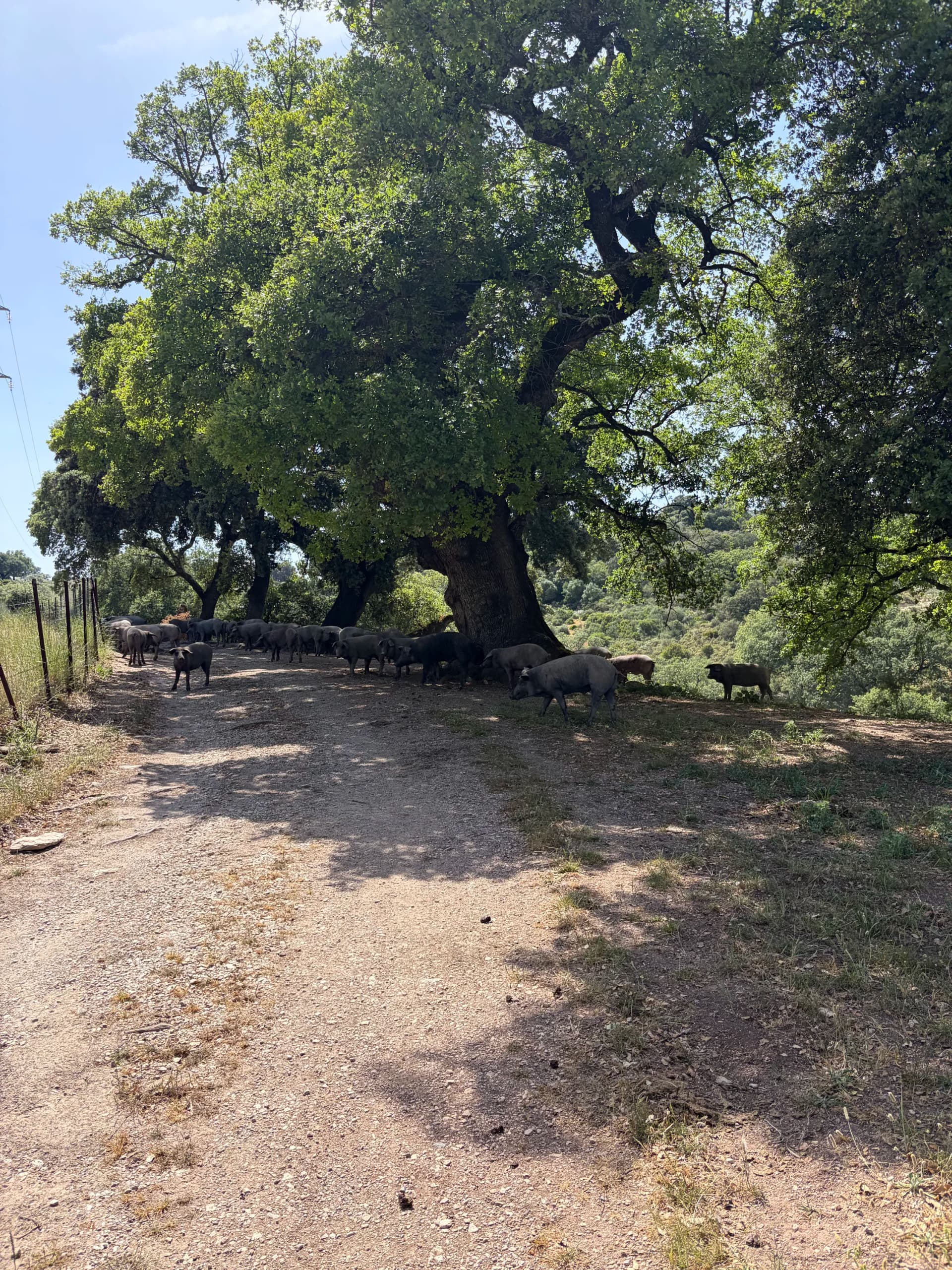 A group of patas negras (black Iberian pigs) blocking the road