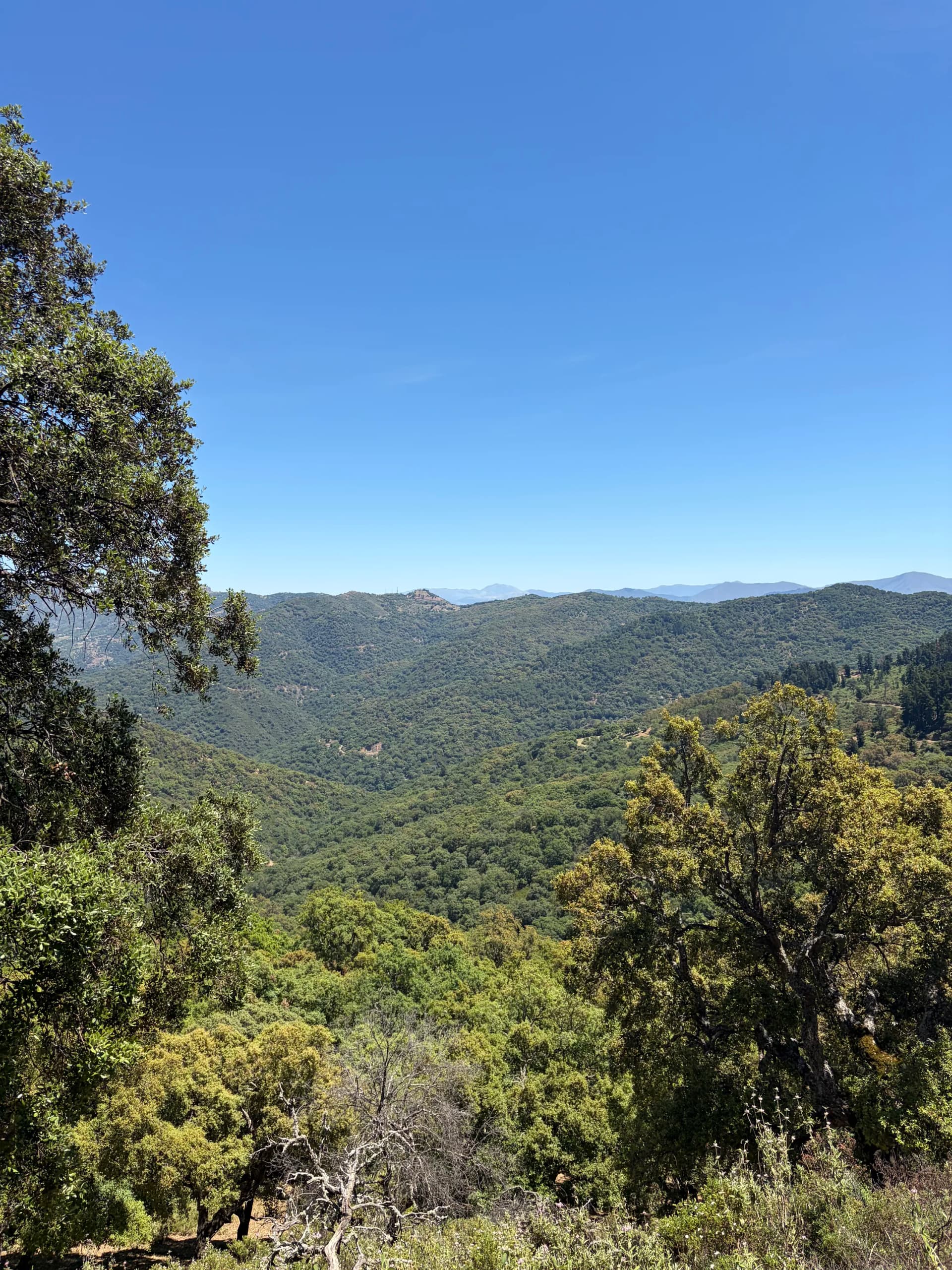 Cork-oak forest and wide views over the Andalucian hills on day three