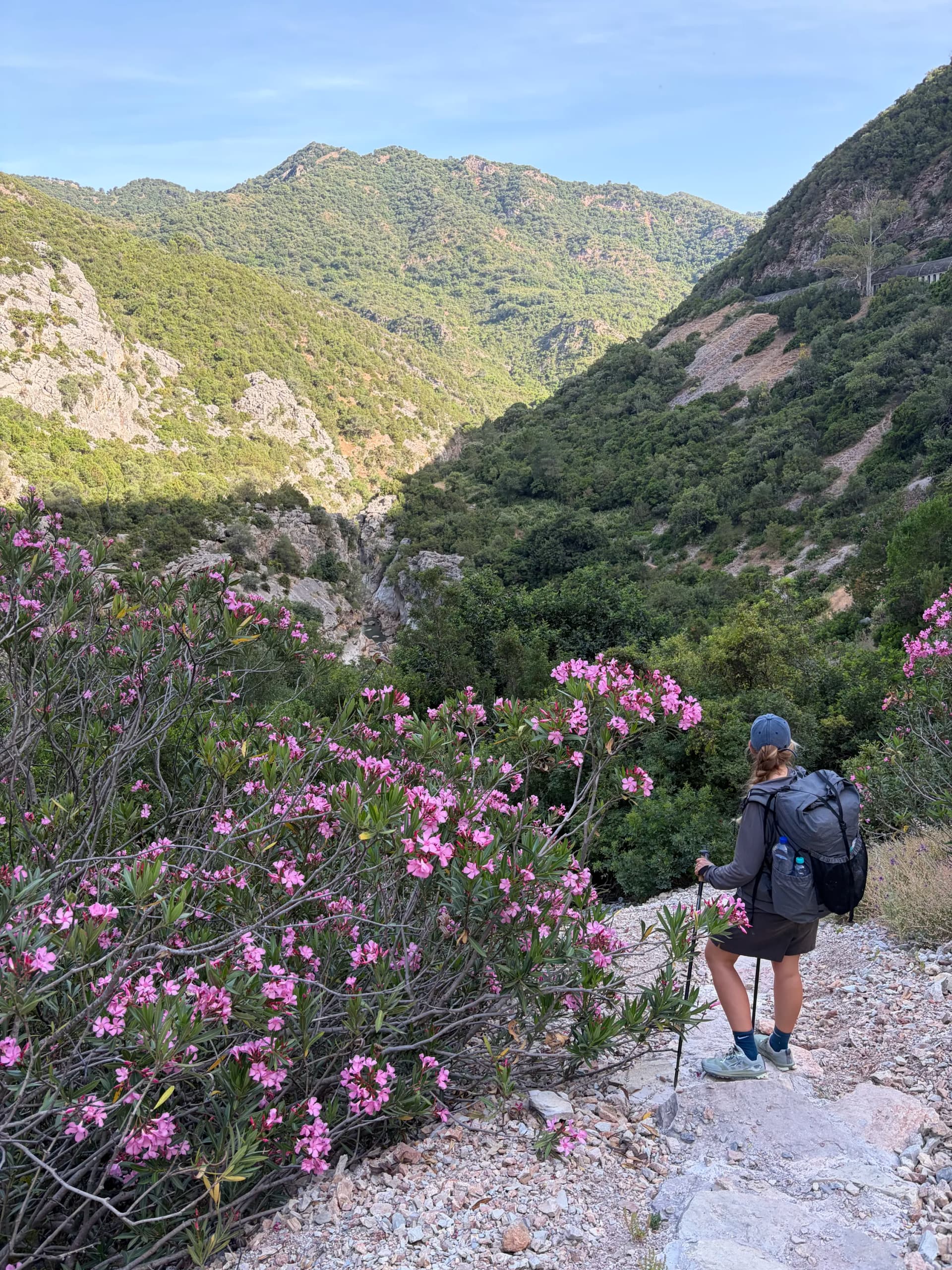 Wild rhododendrons in full pink blossom in the Cañón de las Buitreras